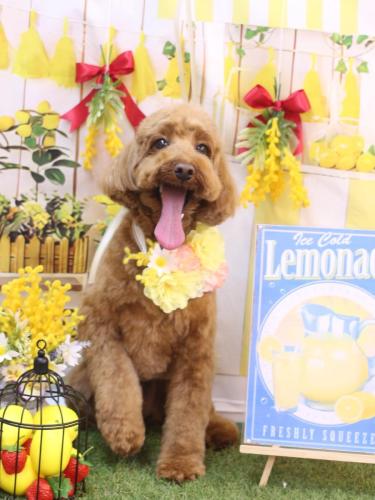 20240407テディくん